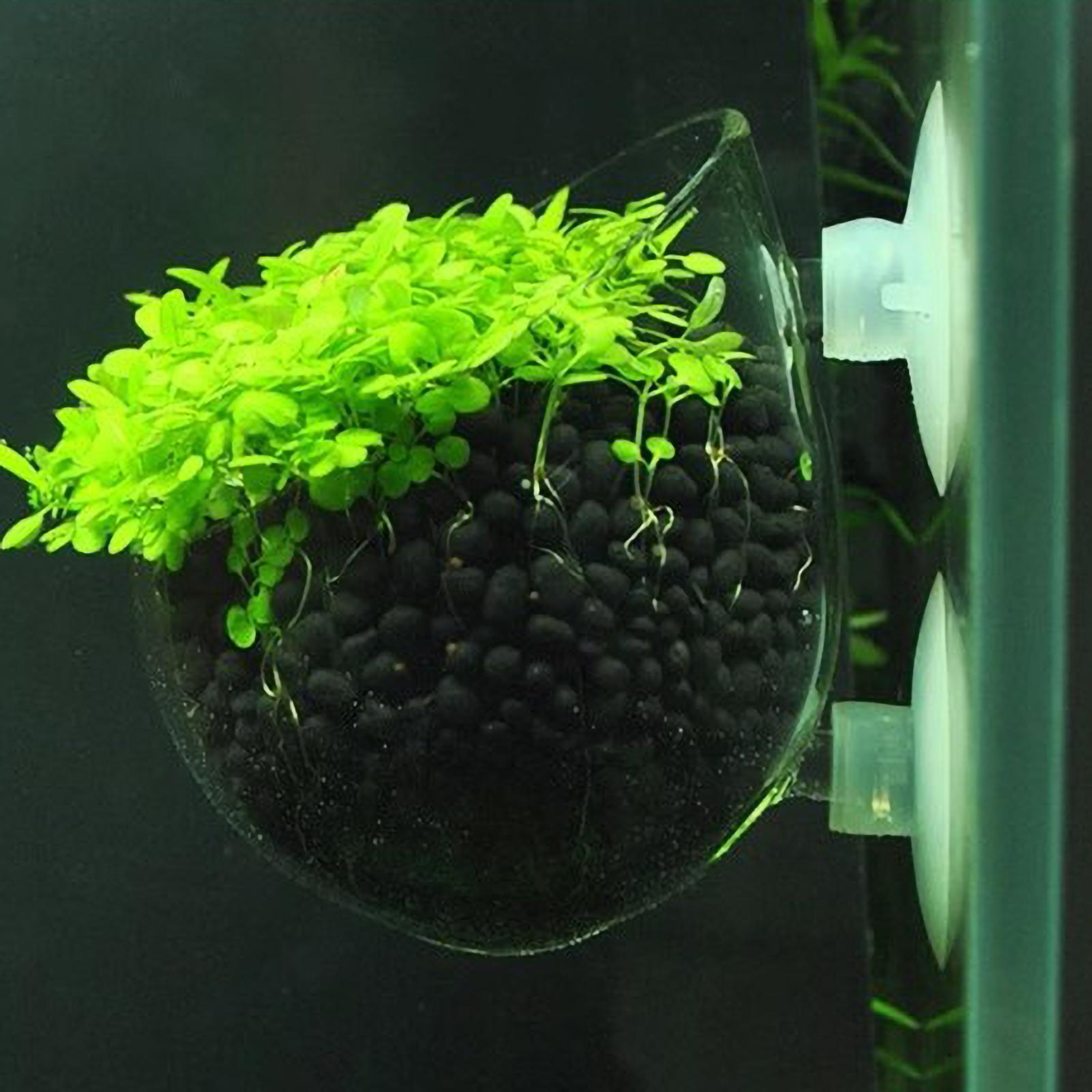 Aquarium Fish Pot - Aquariumplantenhouder Glazen Aquatische Plantenpot met Zuignappen