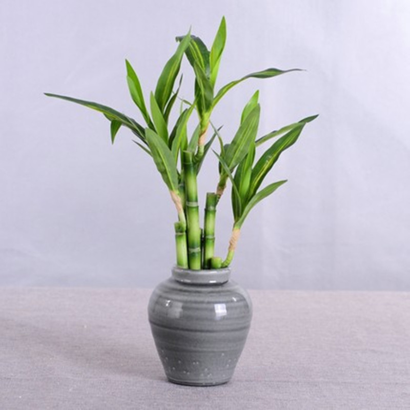 Nieuwe 40 cm rFtificial Lucky  - Aquarium Fish Buy recensie en prijs