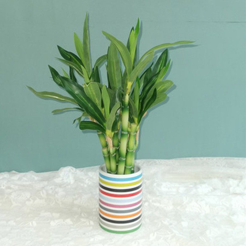 Nieuwe 40 cm rFtificial Lucky  - Aquarium Fish Buy recensie en prijs