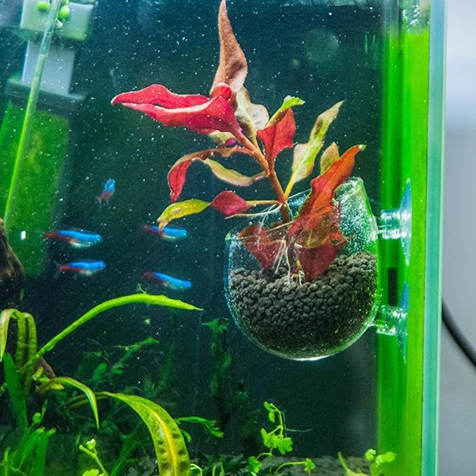 Aquariumplantenhouder Glazen A - Aquarium Fish Pot recensie en prijs