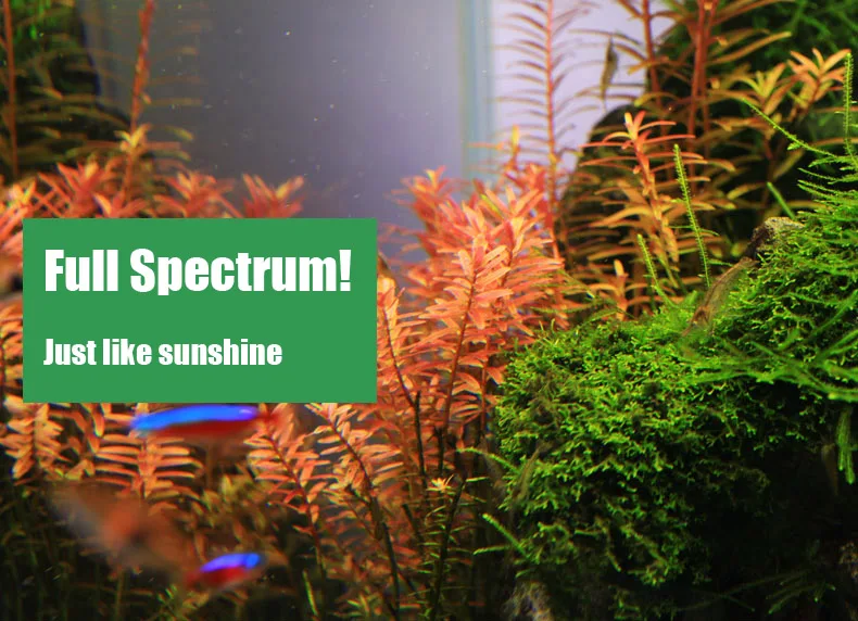 Spiritedos C-serie ADA-stijl P - Aquarium Fish Background recensie en prijs
