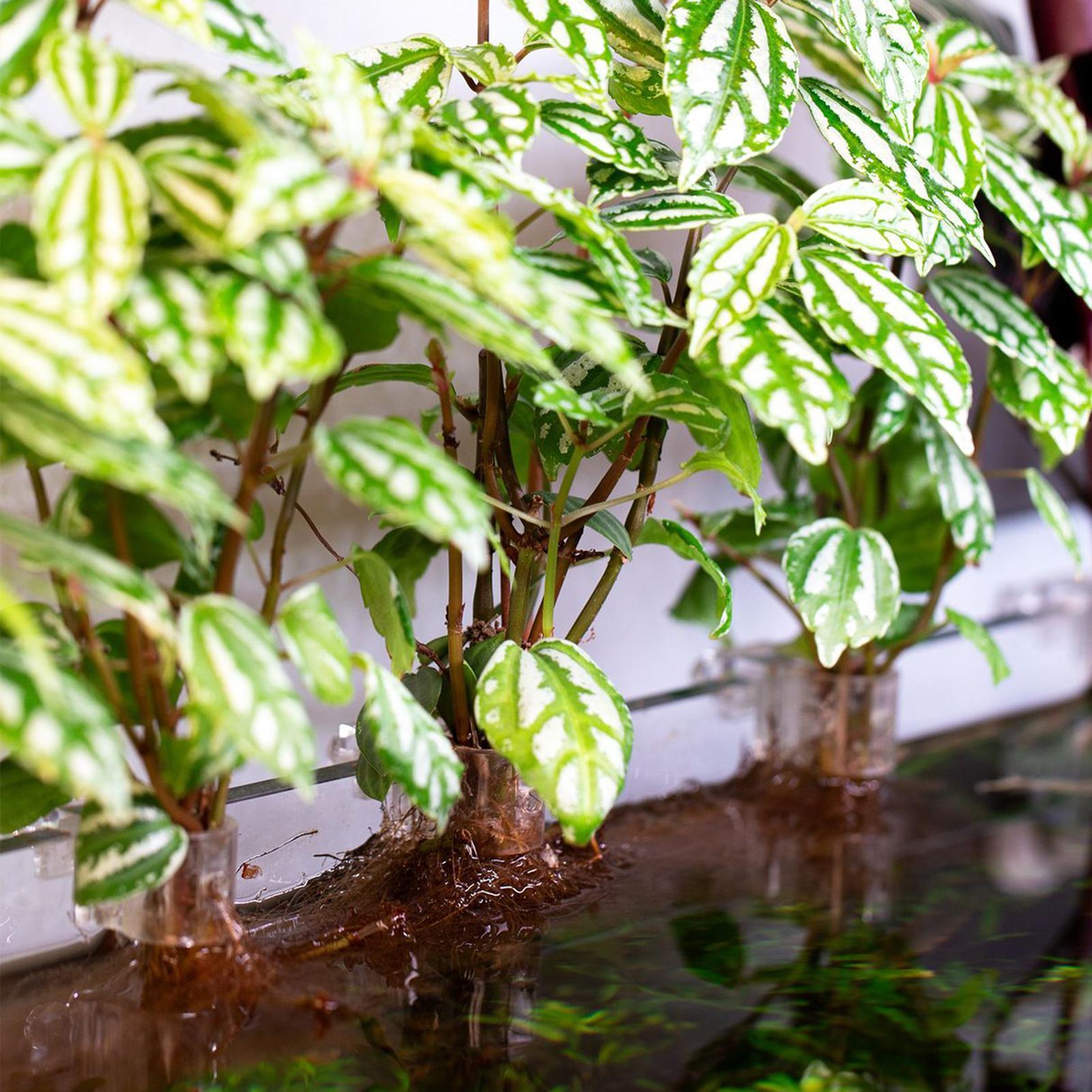 6 stuks aquariumplantenhouder  - Aquarium Fish Elevator recensie en prijs