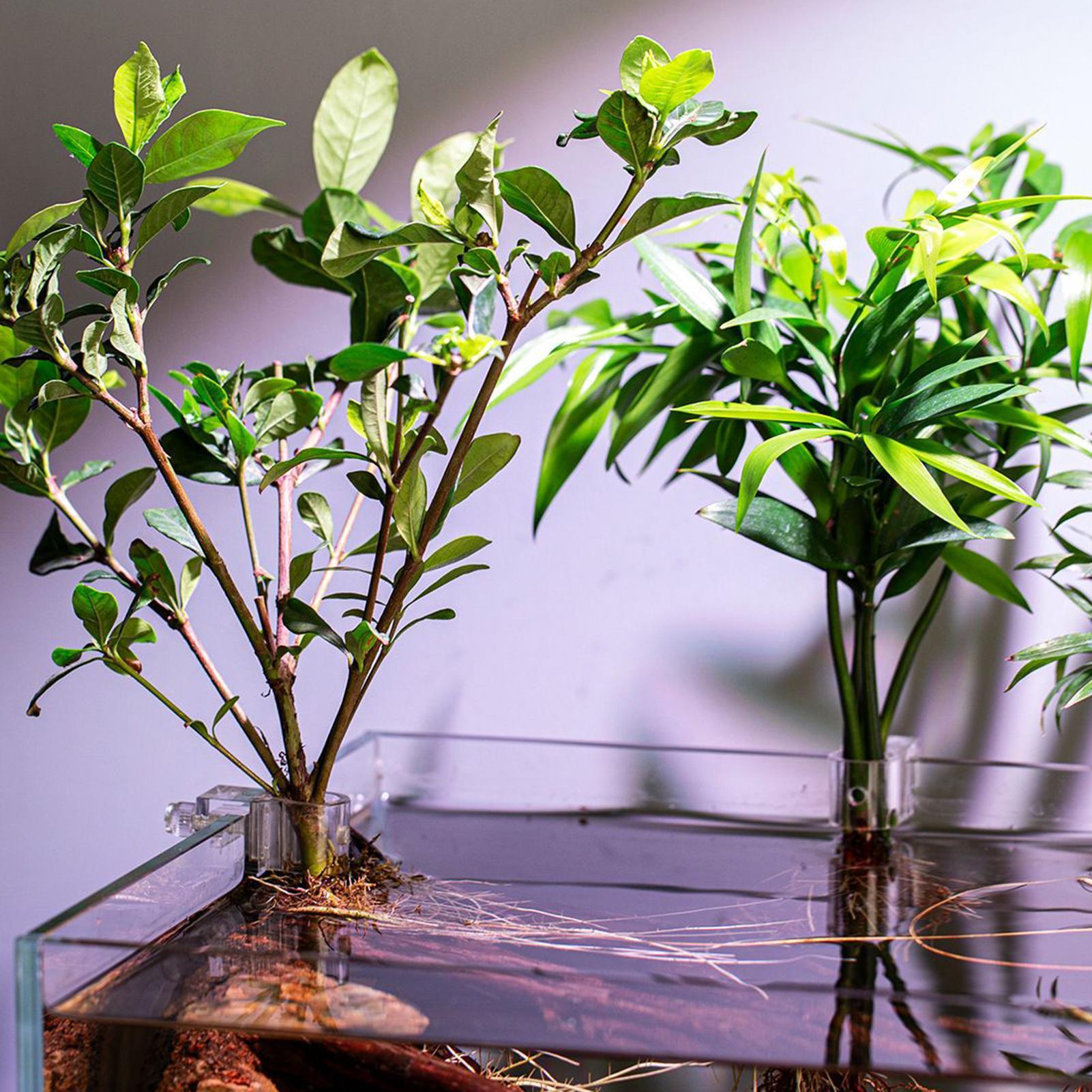 6 stuks aquariumplantenhouder  - Aquarium Fish Elevator recensie en prijs