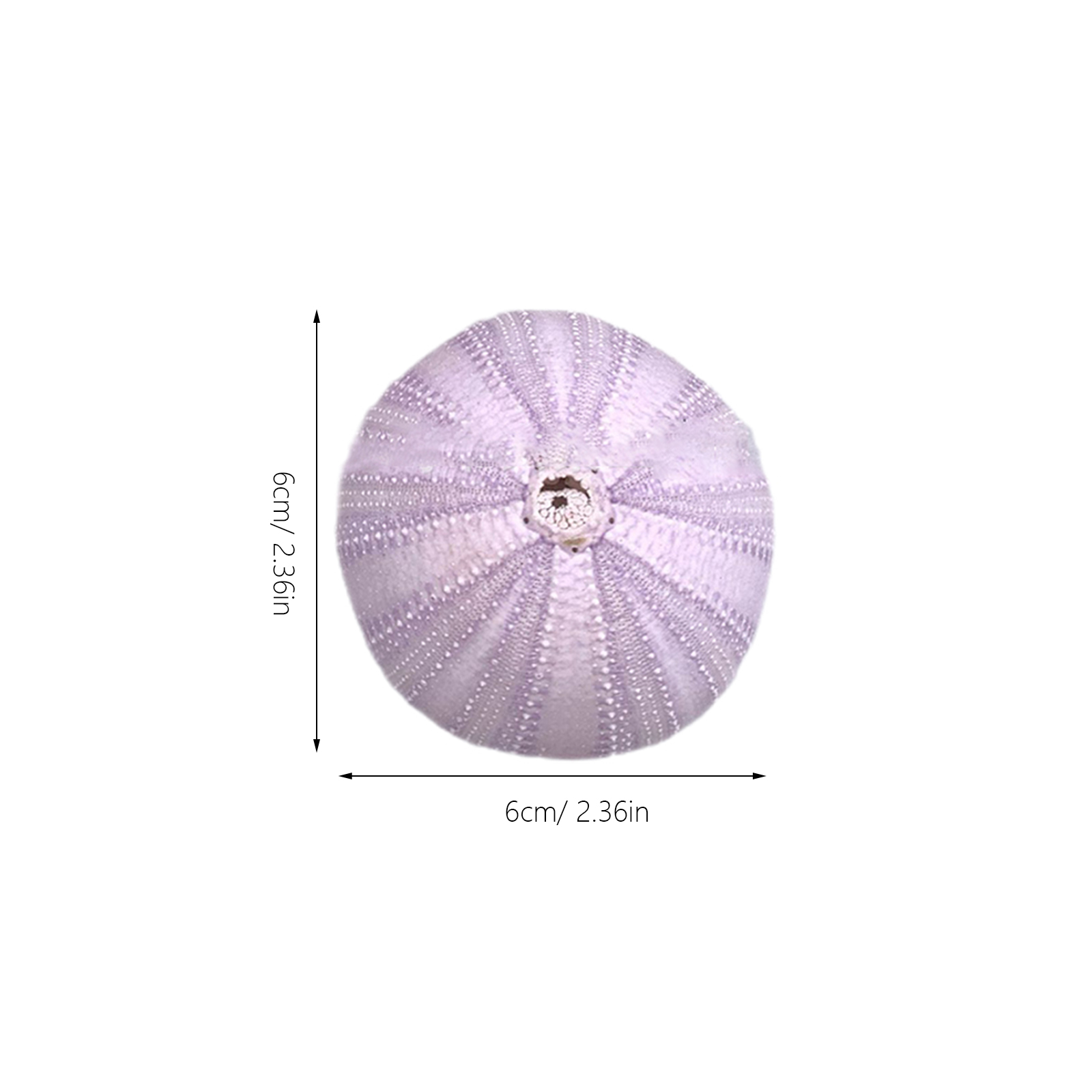 6 Stuks Zeeëgel Shell Decor Na - Aquarium Fish Pot recensie en prijs