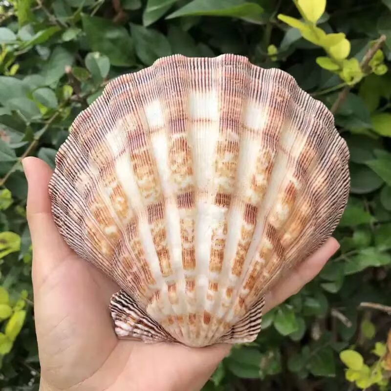 Nieuwe natuurlijke schelpjes v - Aquarium Queen Fish recensie en prijs