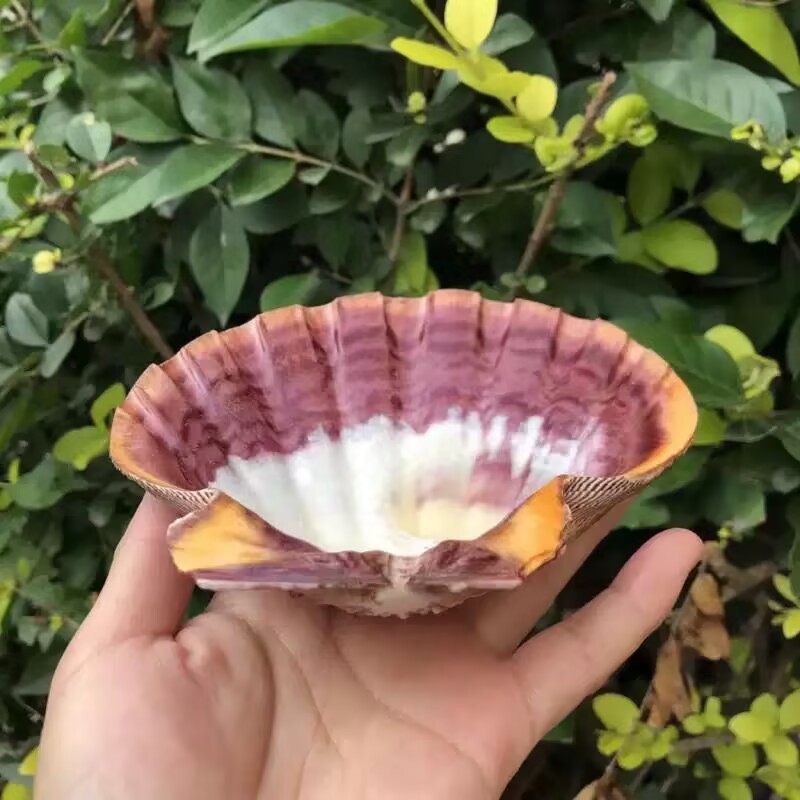 Nieuwe natuurlijke schelpjes v - Aquarium Queen Fish recensie en prijs