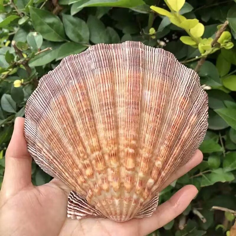 Nieuwe natuurlijke schelpjes v - Aquarium Queen Fish recensie en prijs